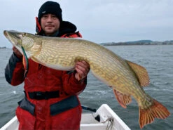 Westin Platypus 19 Cm - Sjunkande -Angelgeschäft WS17112r 3